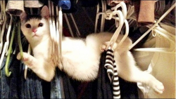 بامزه و خنده دار لحظات فان با...