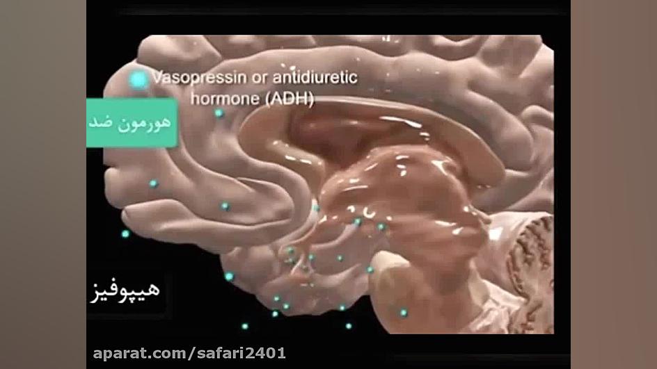 غده هیپوفیز _زیست یازدهم _ نسرین صفری زیست شناسی وعلوم _ نسرین صفری