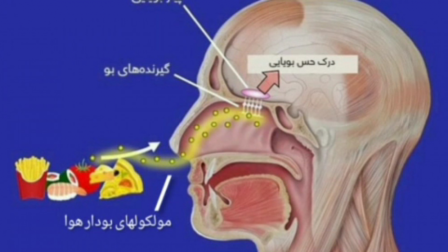 ساختمان بینی ، حس بویایی، عوامل موثر بر بویایی، نقش بویایی در انسان جراحی پف زیر چشم