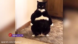 گربه&zwnj;ای که عادت دارد روی...