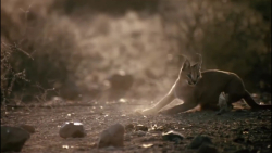 گربه شکارچی  شکار برای پرندگان...