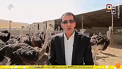 معرفی مزرعه زاگرس شترمرغ ملایر _ روستای آبدر زمان487ثانیه