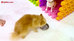 برنامه کودک ناستیا قوانین پرنس...