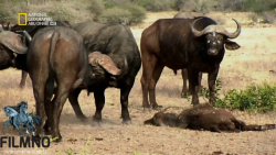 خشن ترین موجودات جهان  بازی ها...