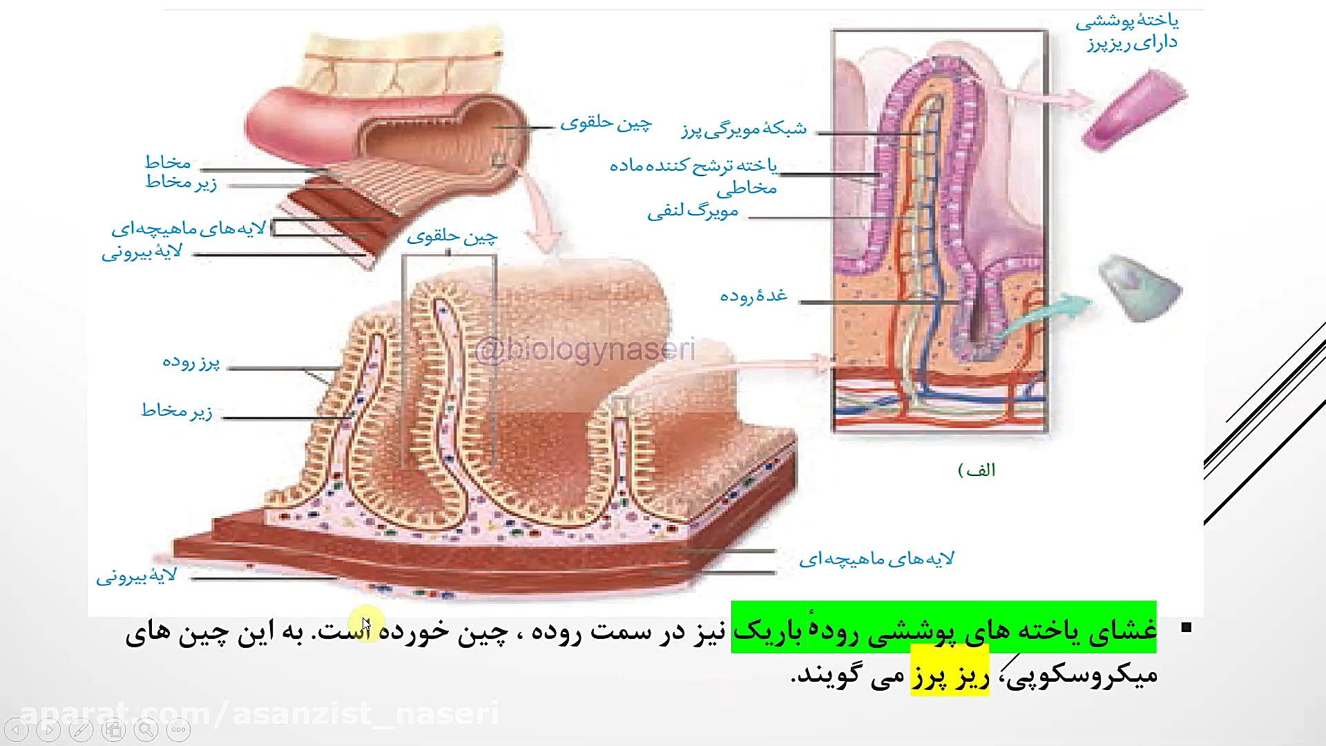 زیست دهم فصل 2 گفتار 2 قسمت اول(ساختار پرز روده)(ناصری) ترمیم دندان