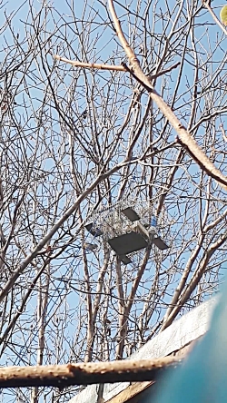 شکار گنجشک با تله