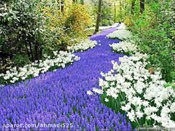 نغمه دشتی موسیقی قدیمی موسم گل...