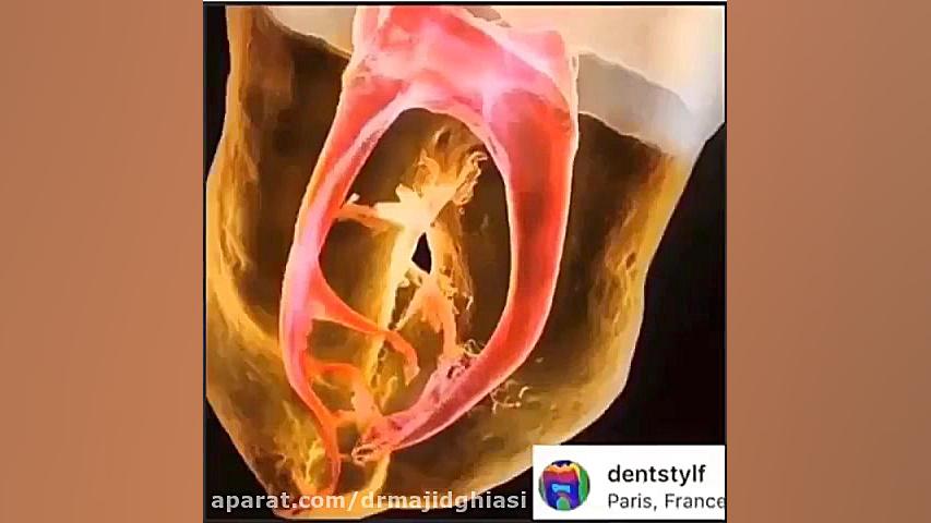 ساختار داخلی دندان دکترمجیدقیاسی
