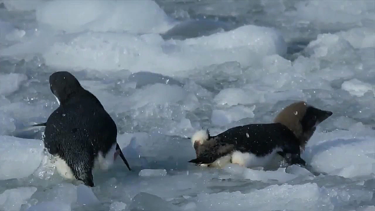 مستند پنگوئن ۲۰۱۹ با دوبله فارسی زمان4576ثانیه