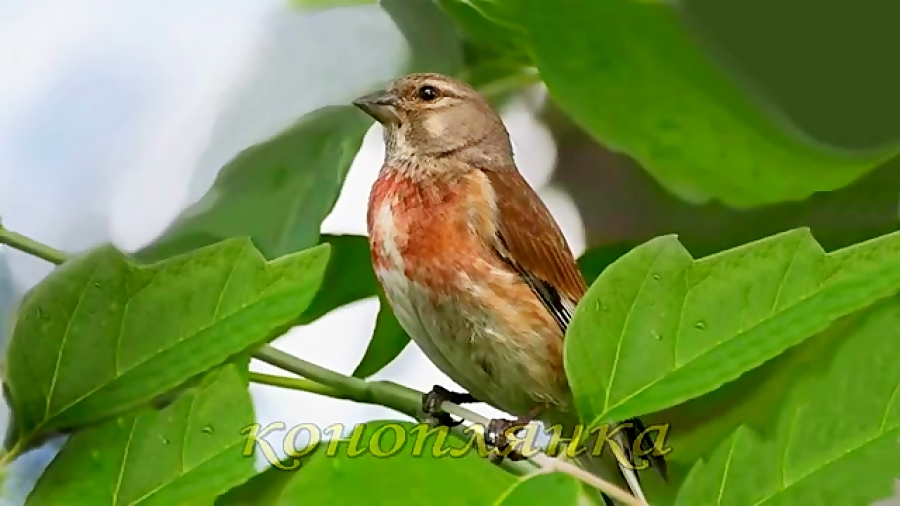 Певчий 6. Птицы сибири. Сибирский сверчок птица. Перелётные птицы сахалина соловей красношейка. Певчие птицы дальнего востока.