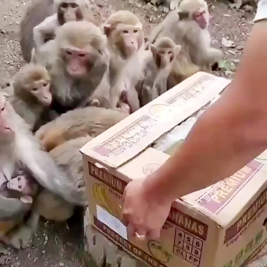 Trunk Monkey Funny Videos