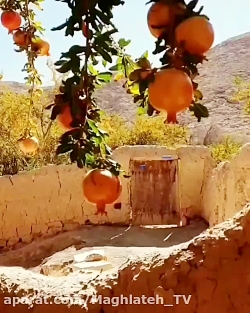 استوری عاشقانه رقص انار و بلبل...