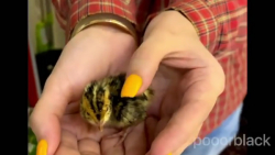 طنز جدید پریسا | پریسا پورمشکی...