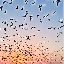  اهنگ جدیدمحسن چاووشی