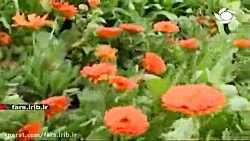 ترانه زیبای " چه بی اندازه می...