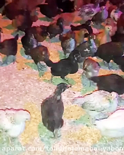 پرورش جوجه نیمچه و مرغ پا به
