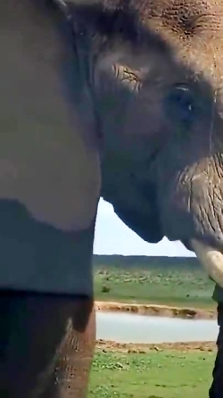 من فکر میکنم حق فیل رو خوردن و...