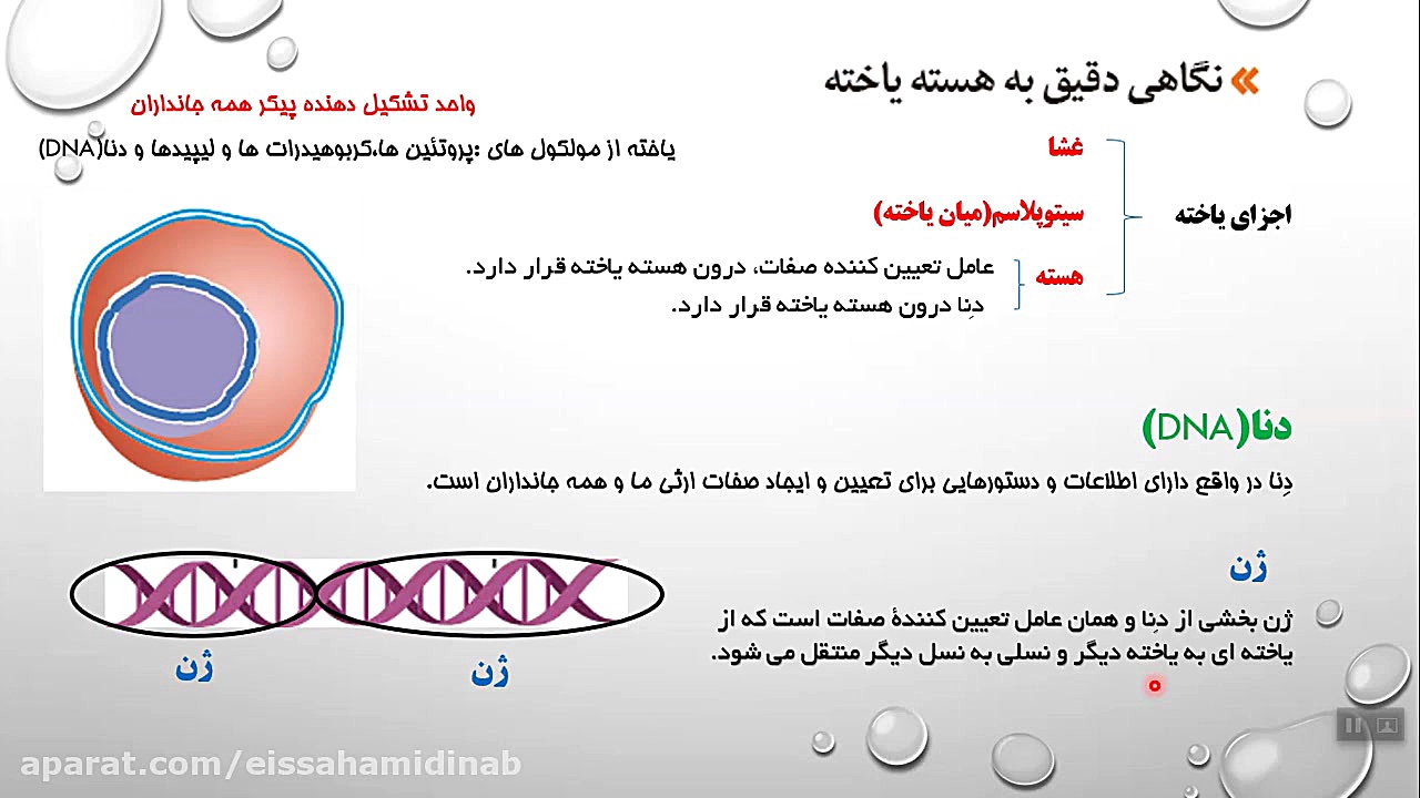 تدریس جلسه دوم(دنا و فام تن) فصل هفتم علوم هشتم خرس پانداویچ