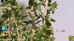 کشت گیاه دارویی آویشن در گراش