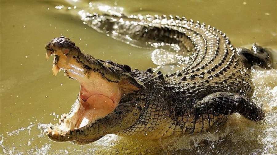 فیلم لحظه به لحظه با تمساح دریاچه چیتگر / وحشت از تمساح 3 و نیم متری زمان50ثانیه