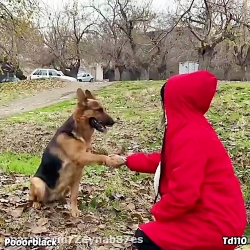 کلیپ طنز پریسا پور بلک (قمپز ا...