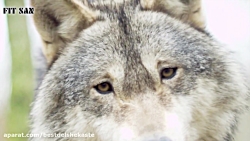 پیروز نبرد میان گرگ ها و سگ ها...