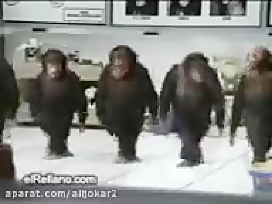 Танцующие обезьяны песня. Обезьяна танцует лезгинку. Обезьяны танцуют в стеклянной клетке. Обезьяны танцуют вокруг Куба. Видео танцующих обезьянок.