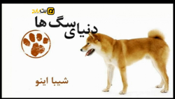 آشنایی با نژاد شیبا اینو