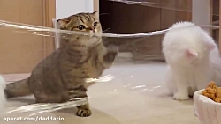 شوخی خرکی با گربه های خوشگل