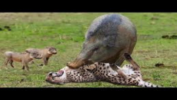 حمله یوزپلنگ به توله های وارثو...