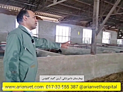 زایمان گوسفند