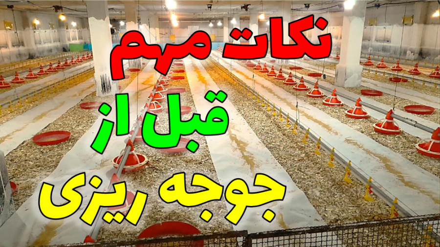 نکات مهمی که قبل از جوجه ریزی باید به آنها توجه کرد دکتر محمد مهدی عبدالهی (دامپزشک)