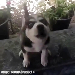 سگ سخنگوی مجید خراطها  باهاش ا...