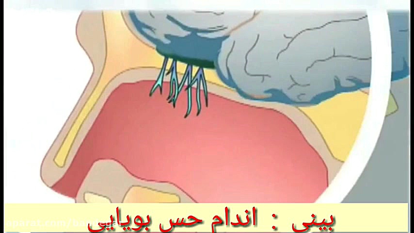 بینی اندام حس بویایی تریلر