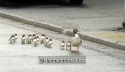 فیلم خنده دار