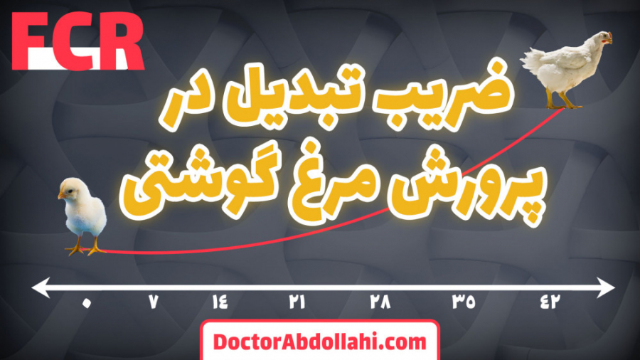 ضریب تبدیل در پرورش مرغ گوشتی، نحوه محاسبه آن و عوامل موثر بر ضریب تبدیل دکتر محمد مهدی عبدالهی (دامپزشک)