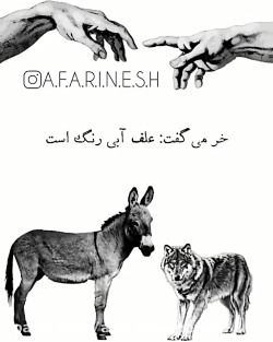 داستان گرگ و خر فالو = فالو