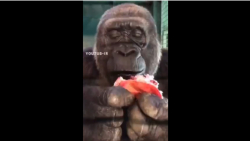 کلیپ شب یلدا خنده دار ـ کلیپ ط...