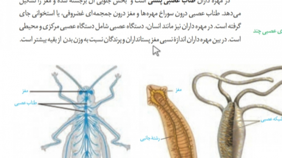 دستگاه عصبی جانوران لیزر موهای زائد