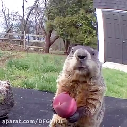 بچه اهنگ جدید دارین تو کامنت ب...