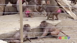 درگیری میمون های بابون در باغ...