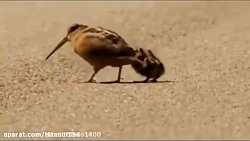 دیش گری کدین مشالله