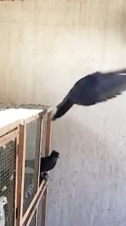 حرکات نمایشی پرنده کبوتر