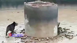 گیر افتادن خرس مادر و بچه‌هایش...