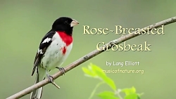 گروسبیک سینه سرخ