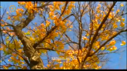 ترانه علاقه خاص از بهنام بانی