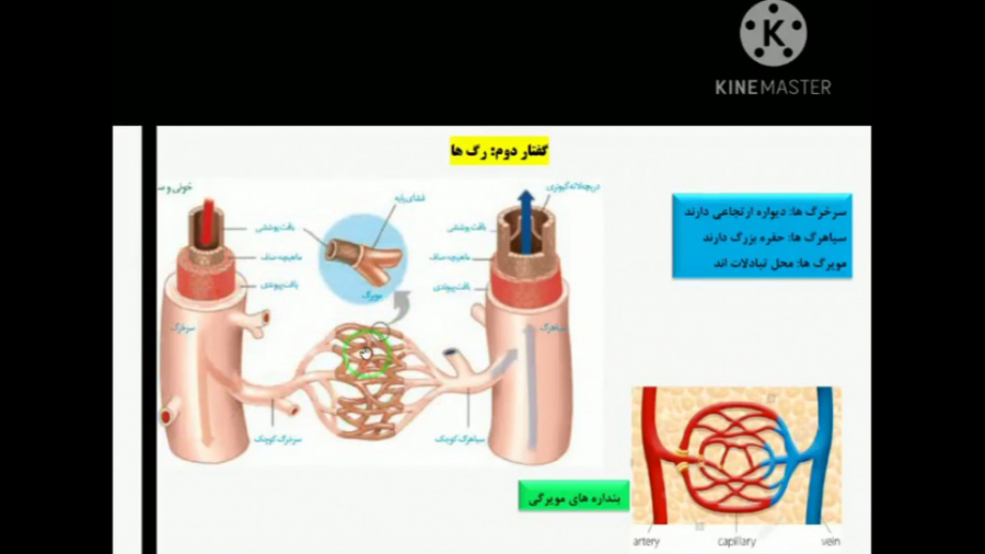 زیست دهم، فصل گردش مواد در بدن، گفتار دوم، انواع رگ ها