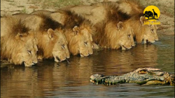 مبارزه تمساح های گرسنه و شیرها...