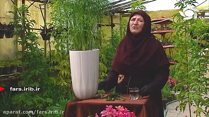 پرورش و نگهداری گیاه " سپروس " یا نخل مرداب - شیراز