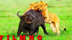 شکار یک بوفالو غول پیکر توسط ت...